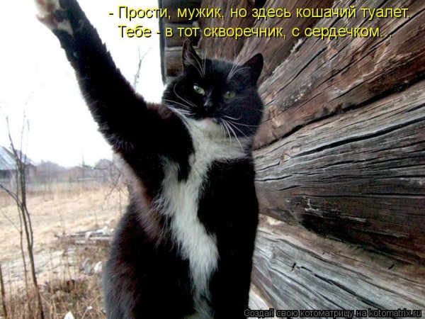 Весенние коты с надписями