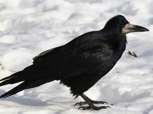 Прилетели белоносые Грачи