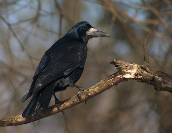 Грач на ветке
