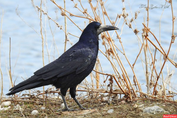 Грач птица для детей