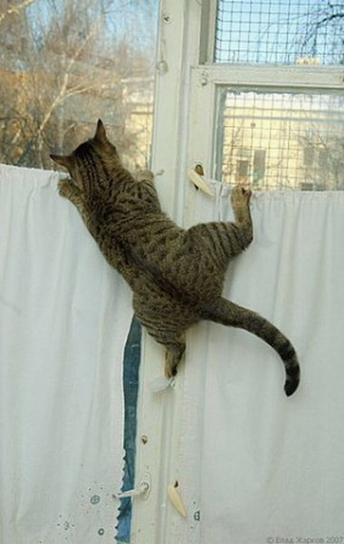 Приколы про март и котов