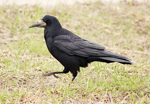 Грач Перелетная птица