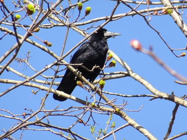 Дальневосточный Грач