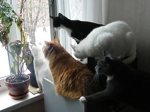 Мартовский кот прикол