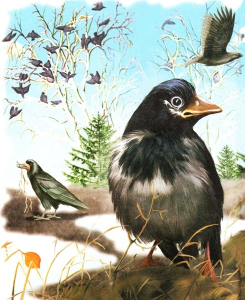 Виталий Бианки Грачи