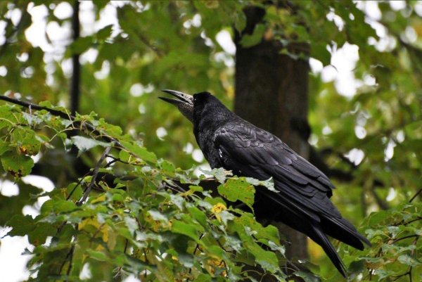 Грач Максимилиан