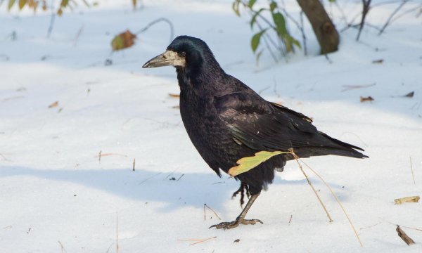 Орнитология грачей