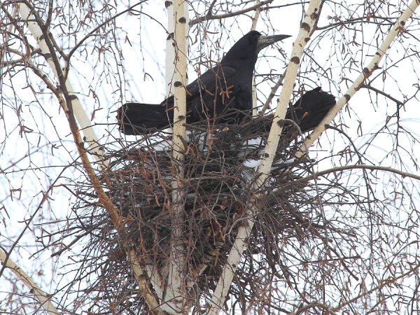 Гнездо Грача для детей