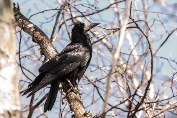 Грач (птица)