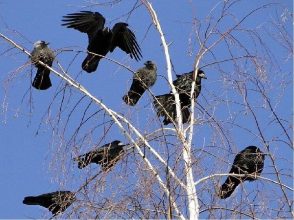 Птицы прилетели