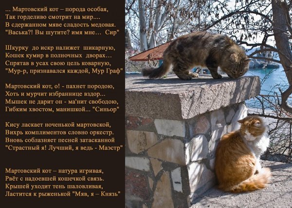 Смешные стихи про кошек