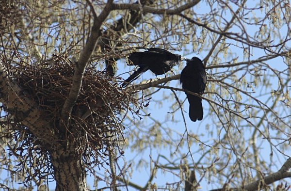 Гнездо Грача