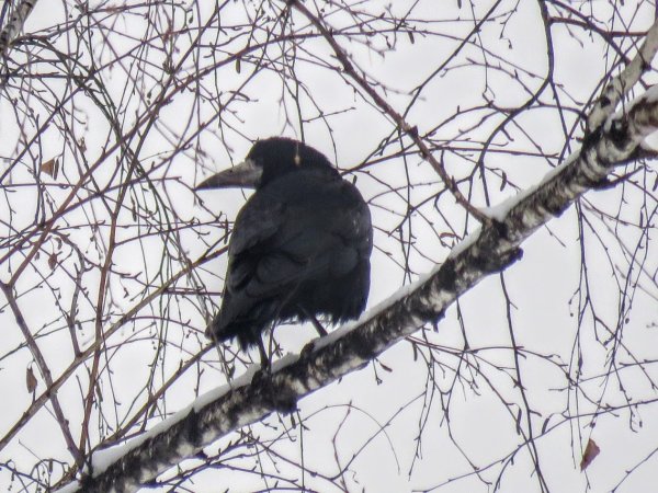 Скворцов Грачи прилетели