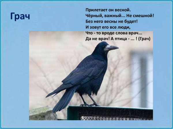 Описание Грача