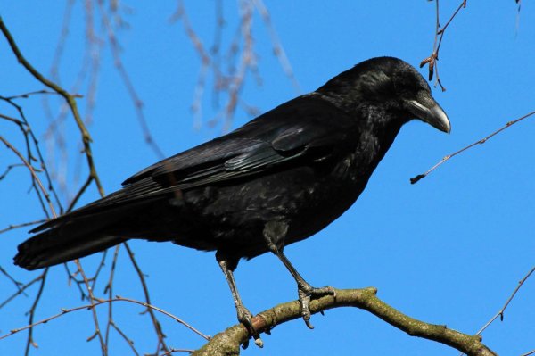 Белоносый Грач