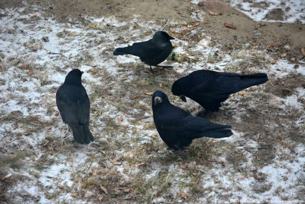Грачи зимуют