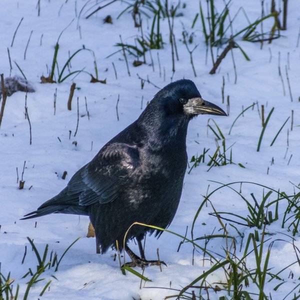 Дальневосточный Грач