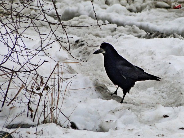 Грачи на проталинах