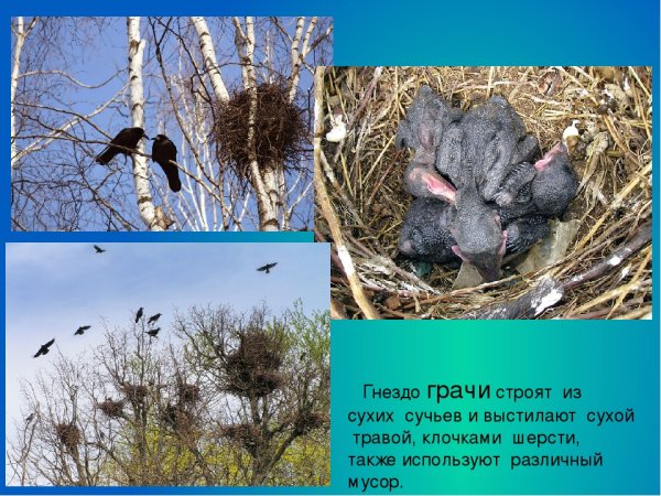 Грачи вьют гнезда