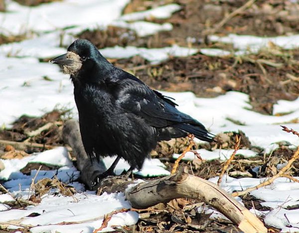 Грач Пархач