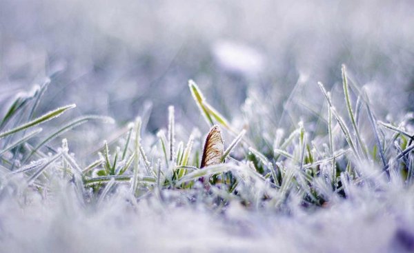 Нежные цветы подснежники