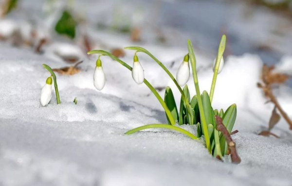 Весенний фон