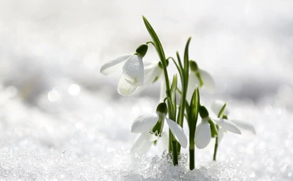 Подснежник 3д