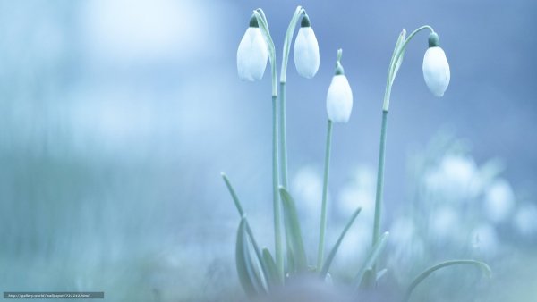 Ранняя Весна