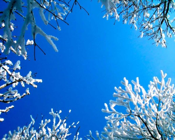 П.Соловьев Подснежник