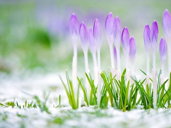 Весна цветы