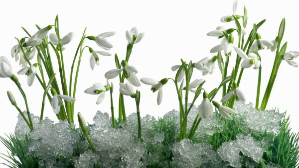 Лужайка иллюстрация