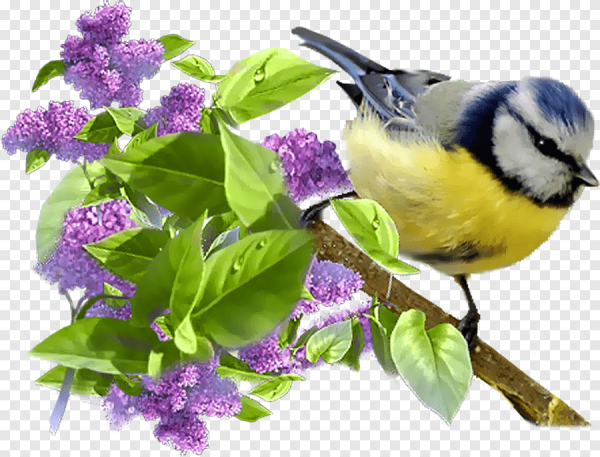 Весенние цветы на прозрачном фоне