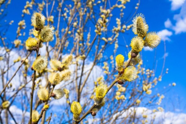 Верба и ольха