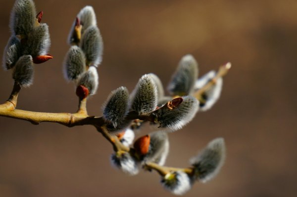 Весна Верба