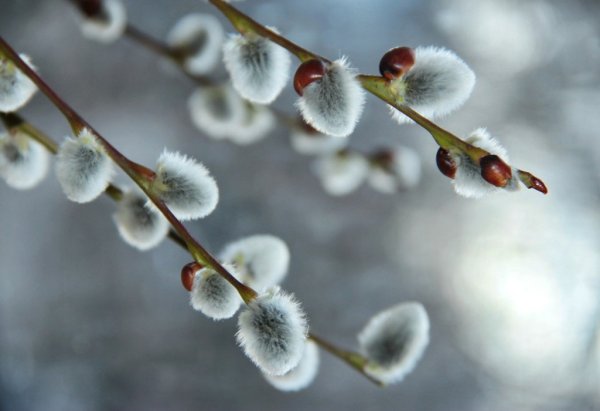 Верба весной