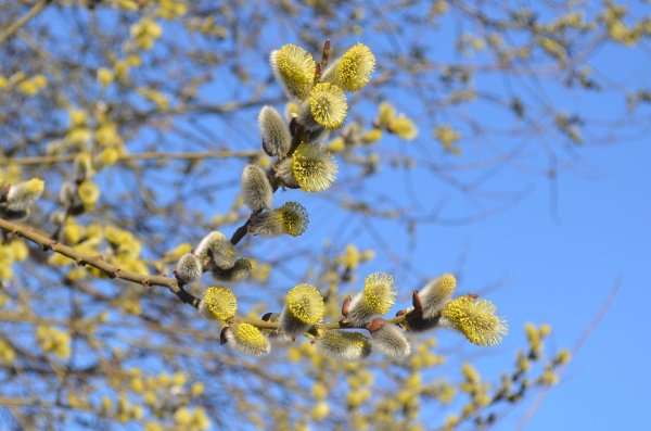 Верба зацвела
