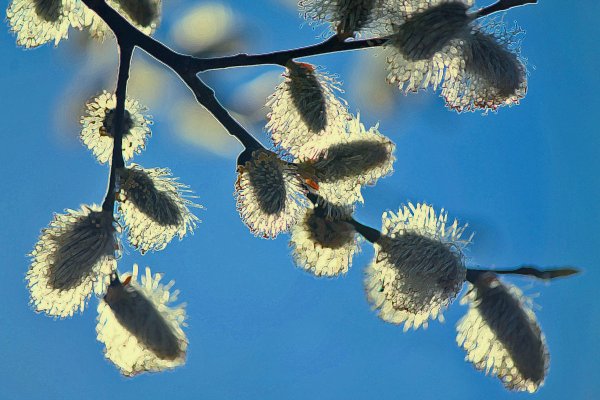 Цветущая Вербочка