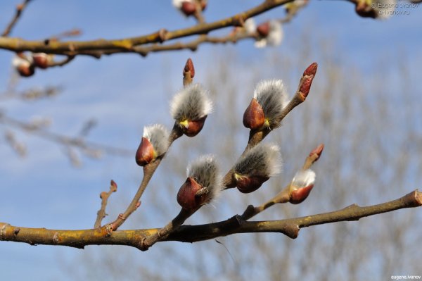 Весна на Волге апрель Верба почки