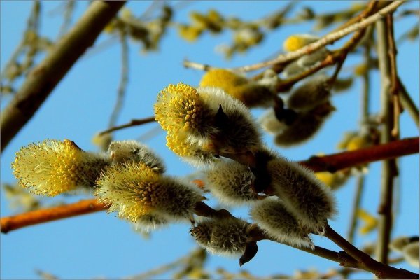 Верба цветет