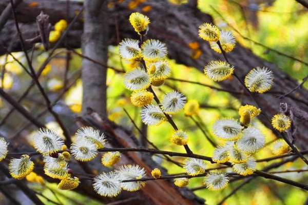 Верба дерево