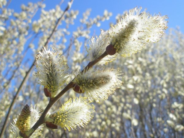 Цветущая Верба