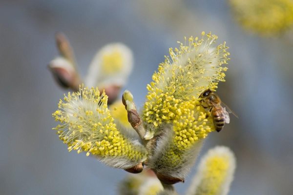 Пестичные цветки вербы