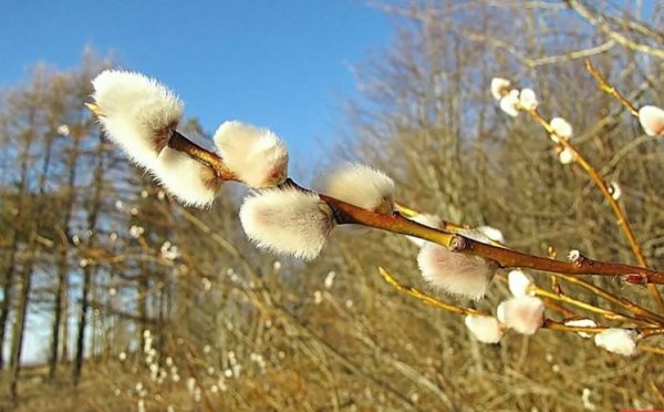 Вербы забелели это