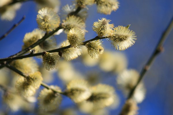 Верба дерево цветение
