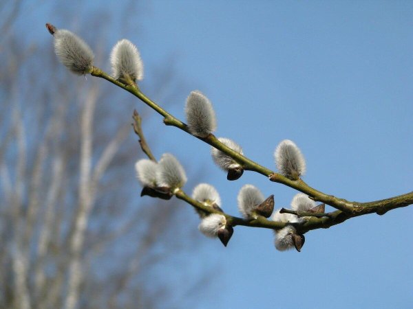 Весна Верба