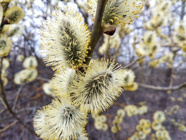 Весна Мимоза Верба