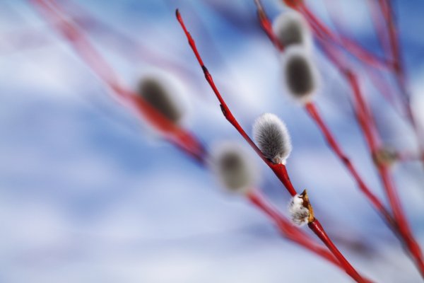 Верба красные ветки