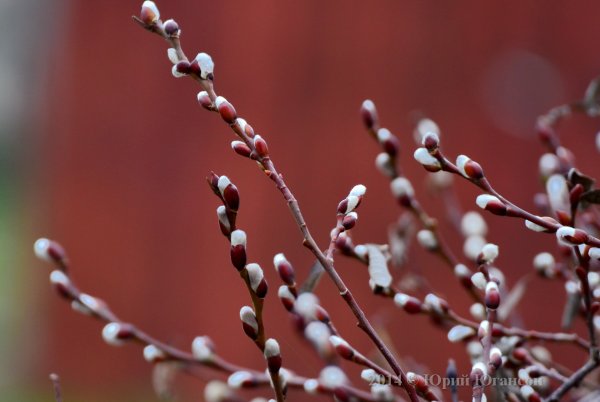 С Вербным воскресеньем