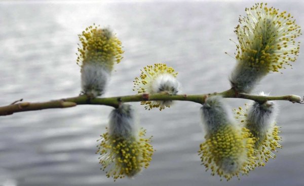 Цветение ивы
