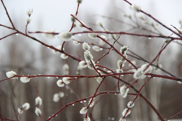Верба распустилась